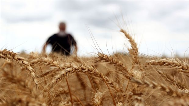 Buğday ve arpaya TMO alım primi desteği verecek